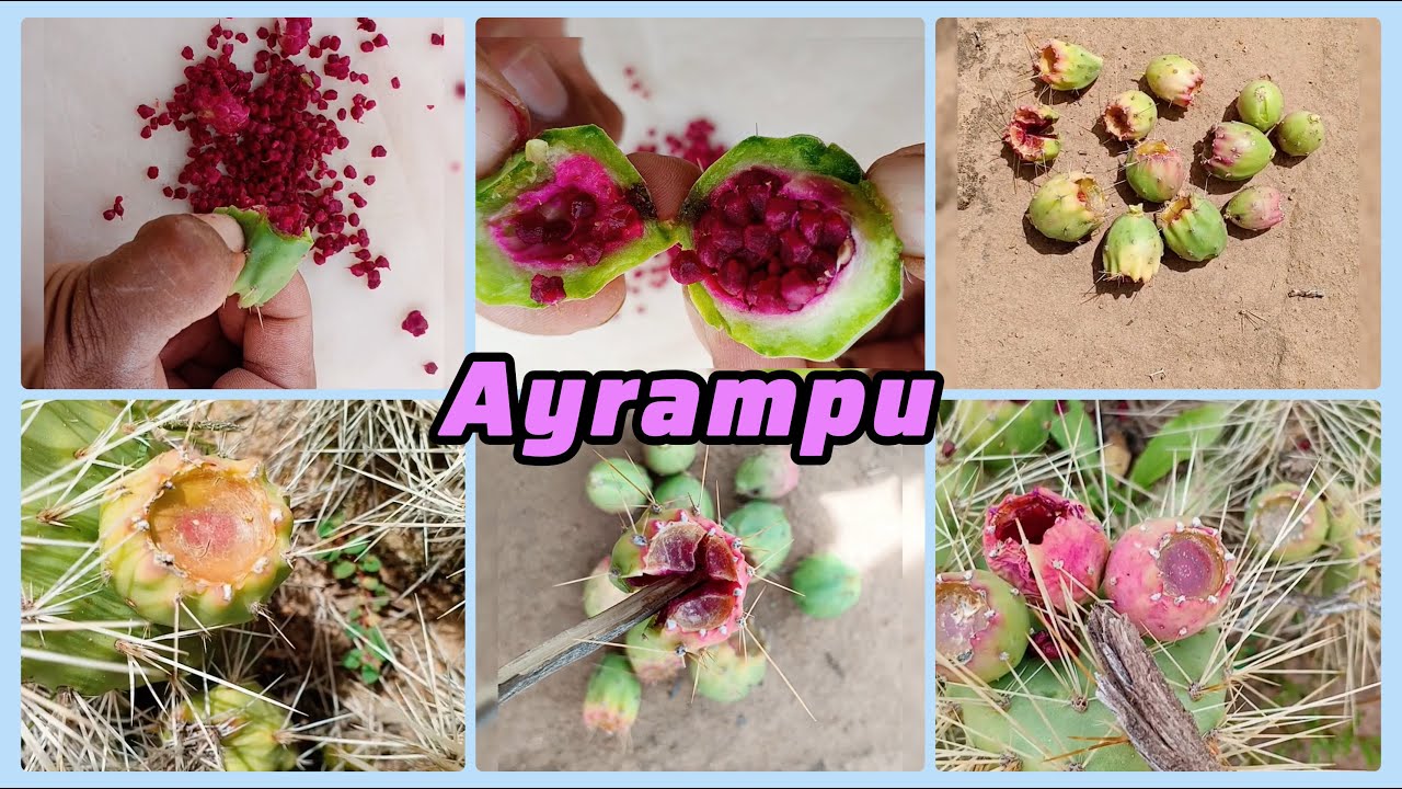 Ayrampu/Airampo en el campo altiplano