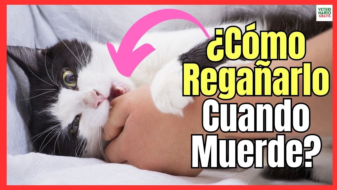 💘 ¿CÓMO REGAÑAR A UN GATO CUANDO MUERDE Y ARAÑA? 💘