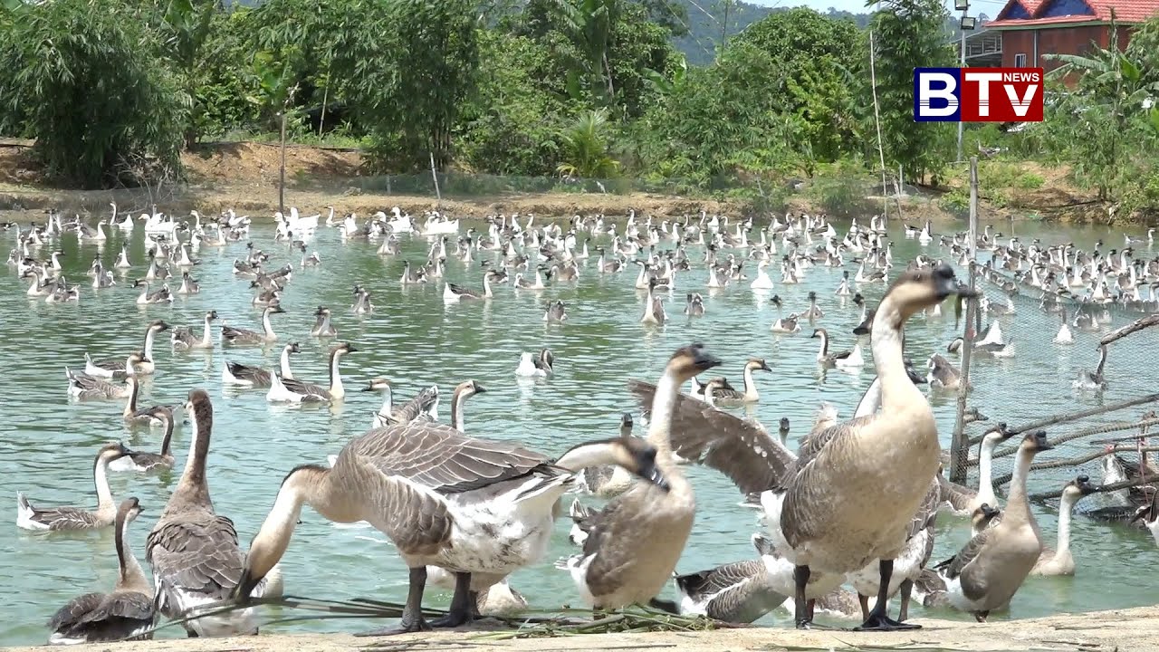 Agriculture/កសិកម្ម : កសិដ្ឋានចិញ្ចឹមក្ងាន ត្រែងត្រយឹង Goose Farm Ep.02/3