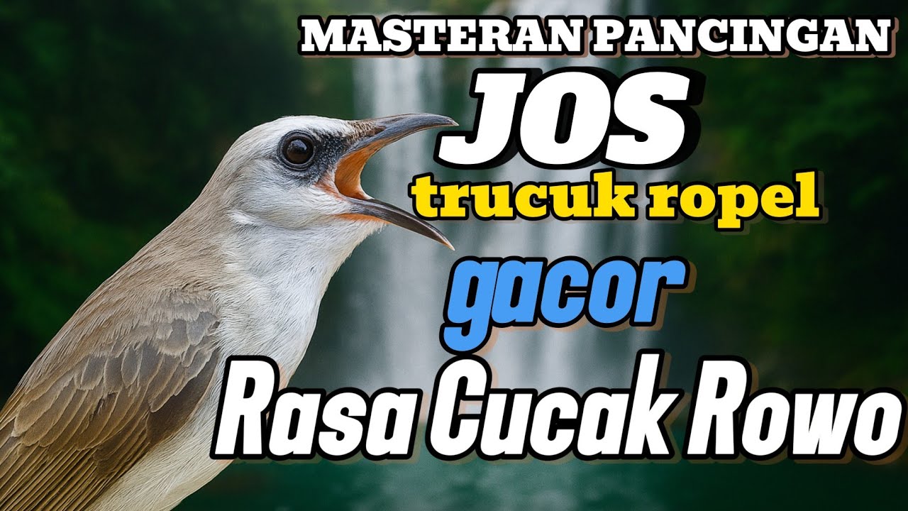 Trucukan gacor ropel panjang rasa cucak rowo untuk pancingan dan  masteran