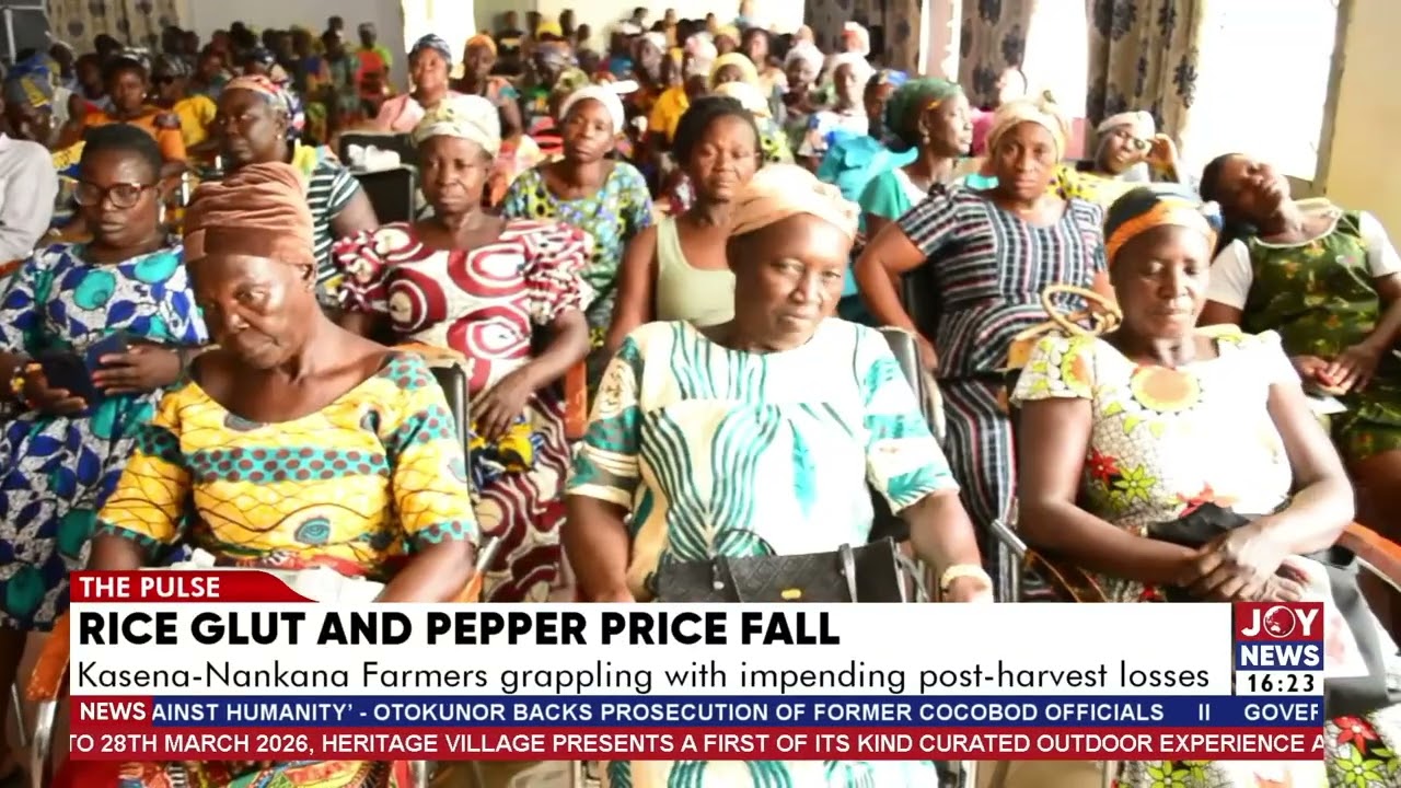 Rice glut and pepper price fall: Kasena-Nankana farmers grappling with impending post-harvest losses