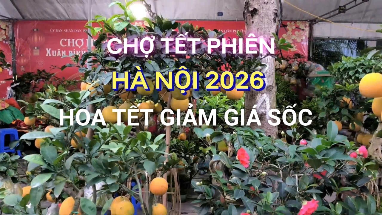 CHOÁNG QUẤT, MAI, ĐÀO ĐẠI HẠ GIÁ CHỢ HOA TẾT HÀ NỘI 2026, MUA NGAY!!!