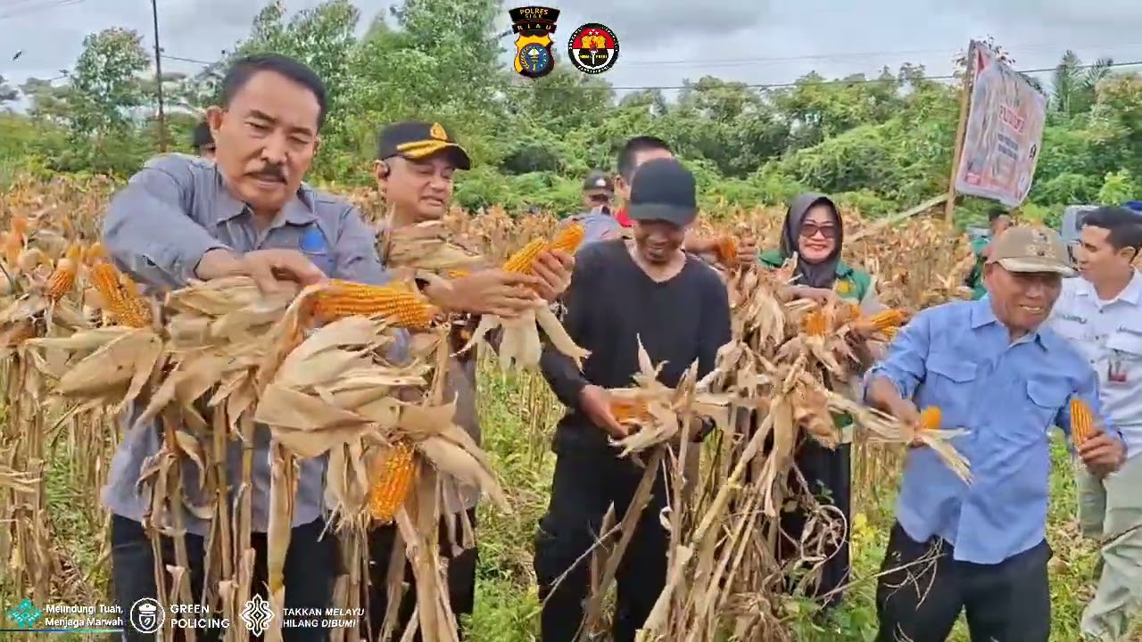 Panen Raya Program Presiden RI Mewujudkan Ketahanan Pangan Polsek Kandis di Kp.Belutu Kec.Kandis