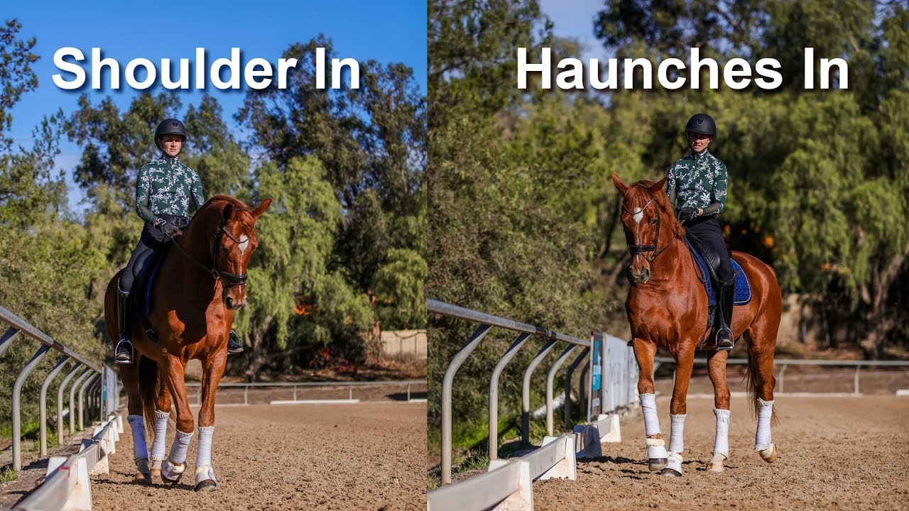 Shoulder-In and Haunches-In: Everything You Need to Know!!