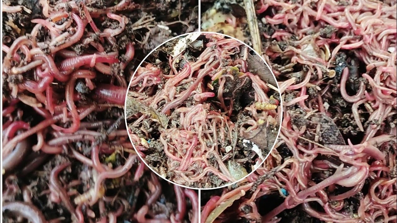 How to develop Earthworms from kitchen compost//కిచెన్ కంపోస్టు లో వానపాములు..