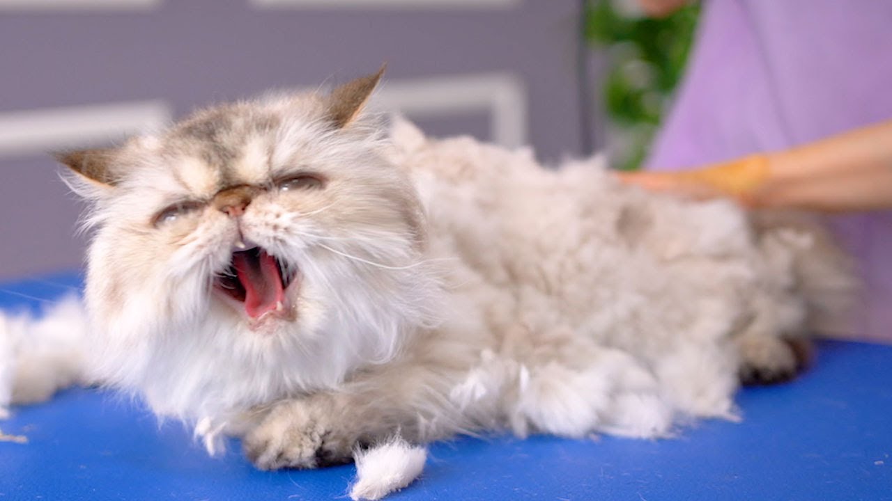 Кот, который становится милее, когда злится! 😻🛁✂️❤️