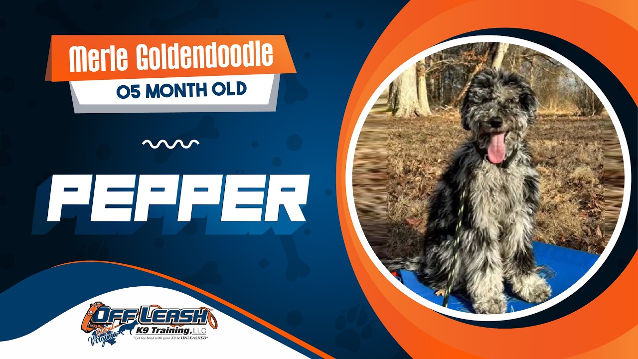 Merle Goldendoodle || 5 months old || Pepper || Best Dog Trainers in VA
