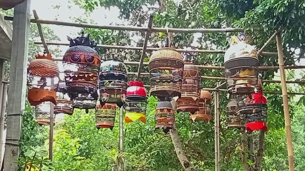 Proses penggacoran dan Terapi embun Pada burung perkutut
