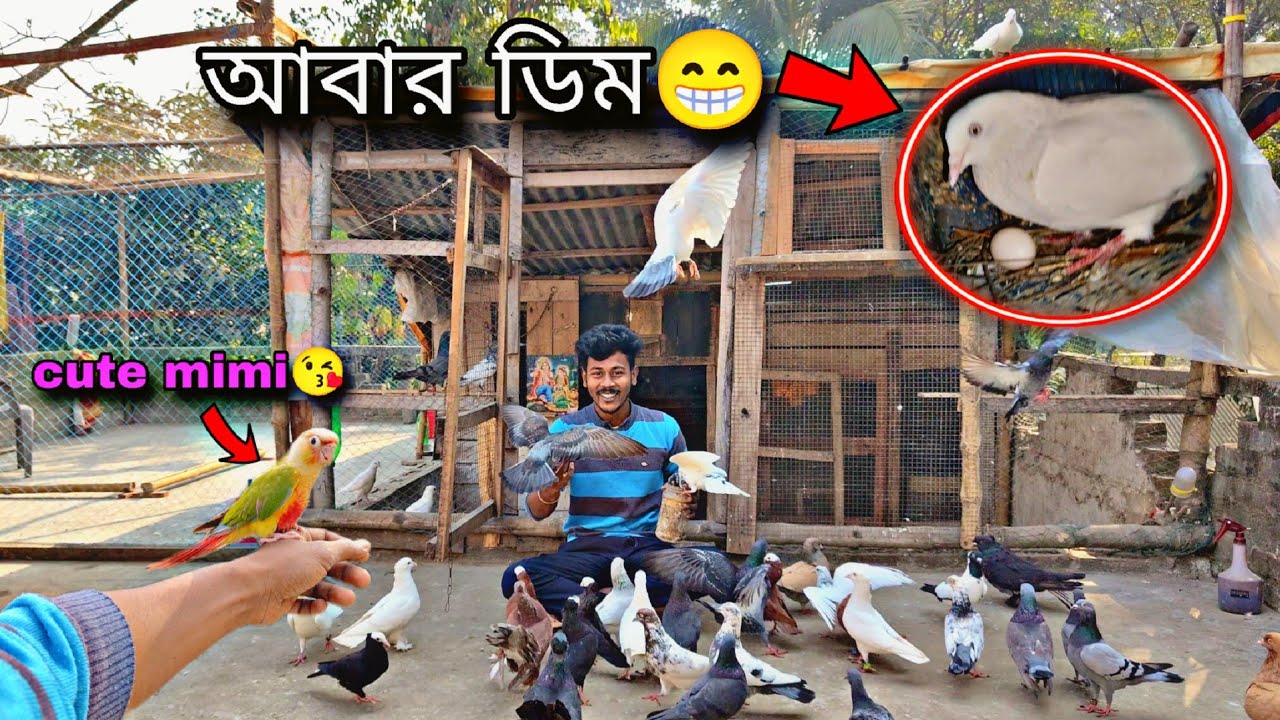 সকাল সকাল একজোড়া কবুতর ডিম দিলো😘মিমি বাইরে আসলো😲#myworld #petsvlog