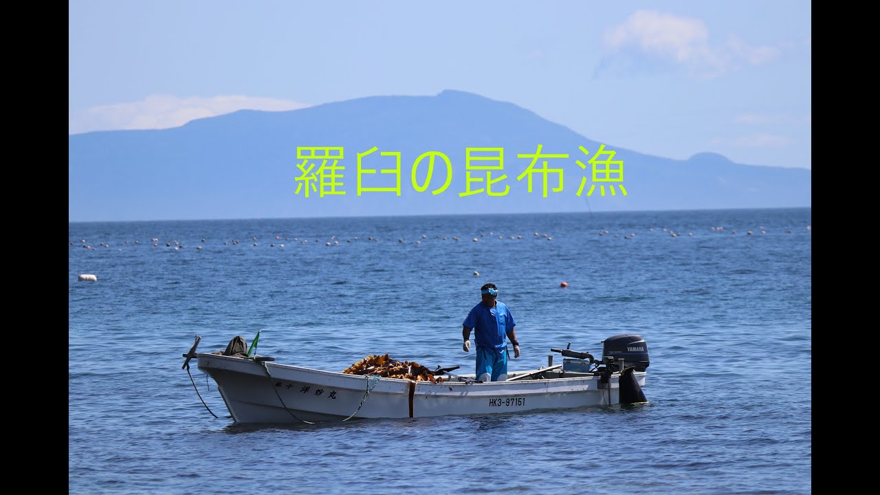 羅臼の昆布漁