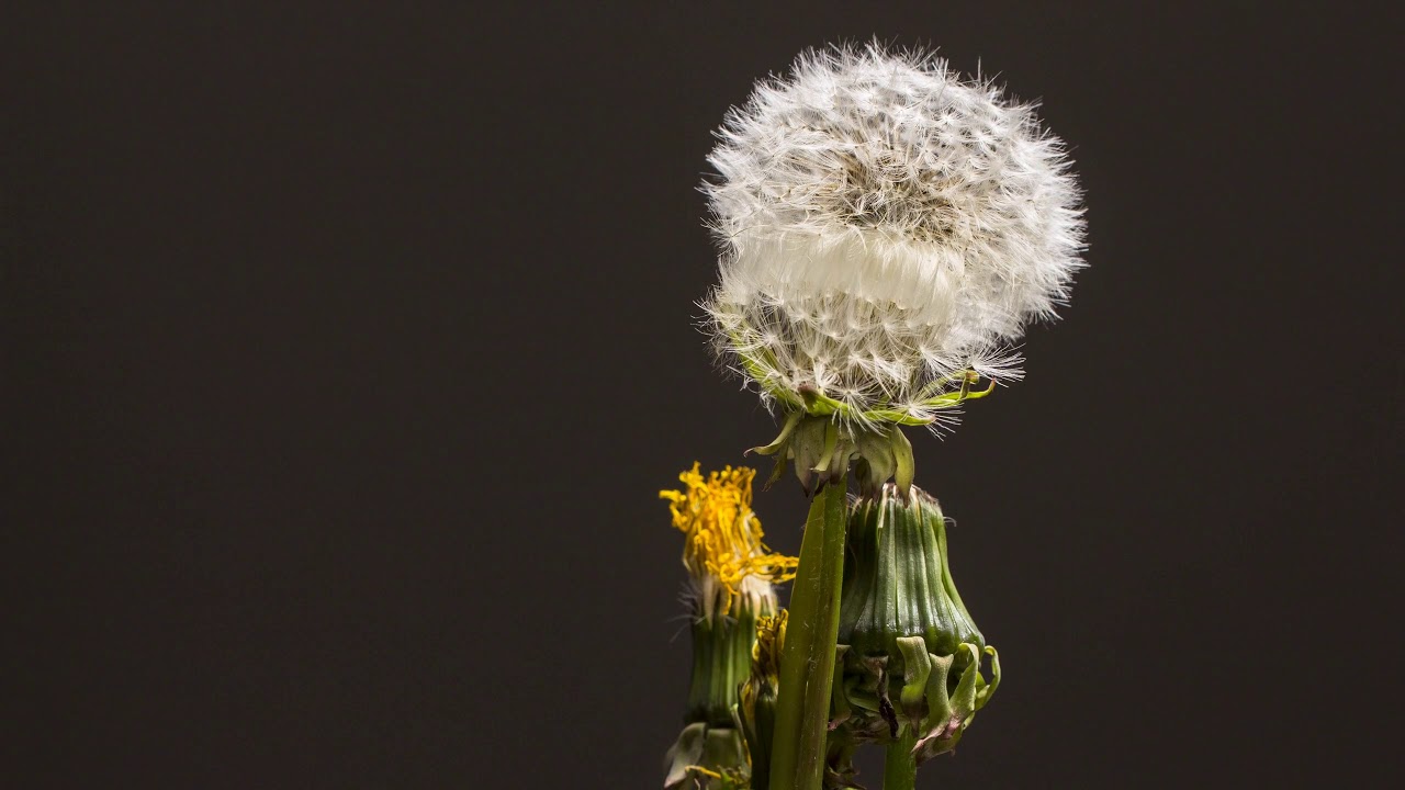 Royalty Free Videos | Dandelion Faded Seeds