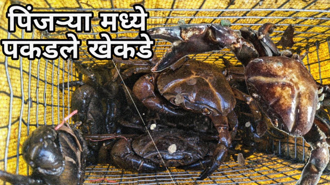 खेकडे पकडायची भन्नाट आयडिया पिंजऱ्या मध्ये गुंतल्या मोठ मोठाल्या खेकडी #crab #crabcatching