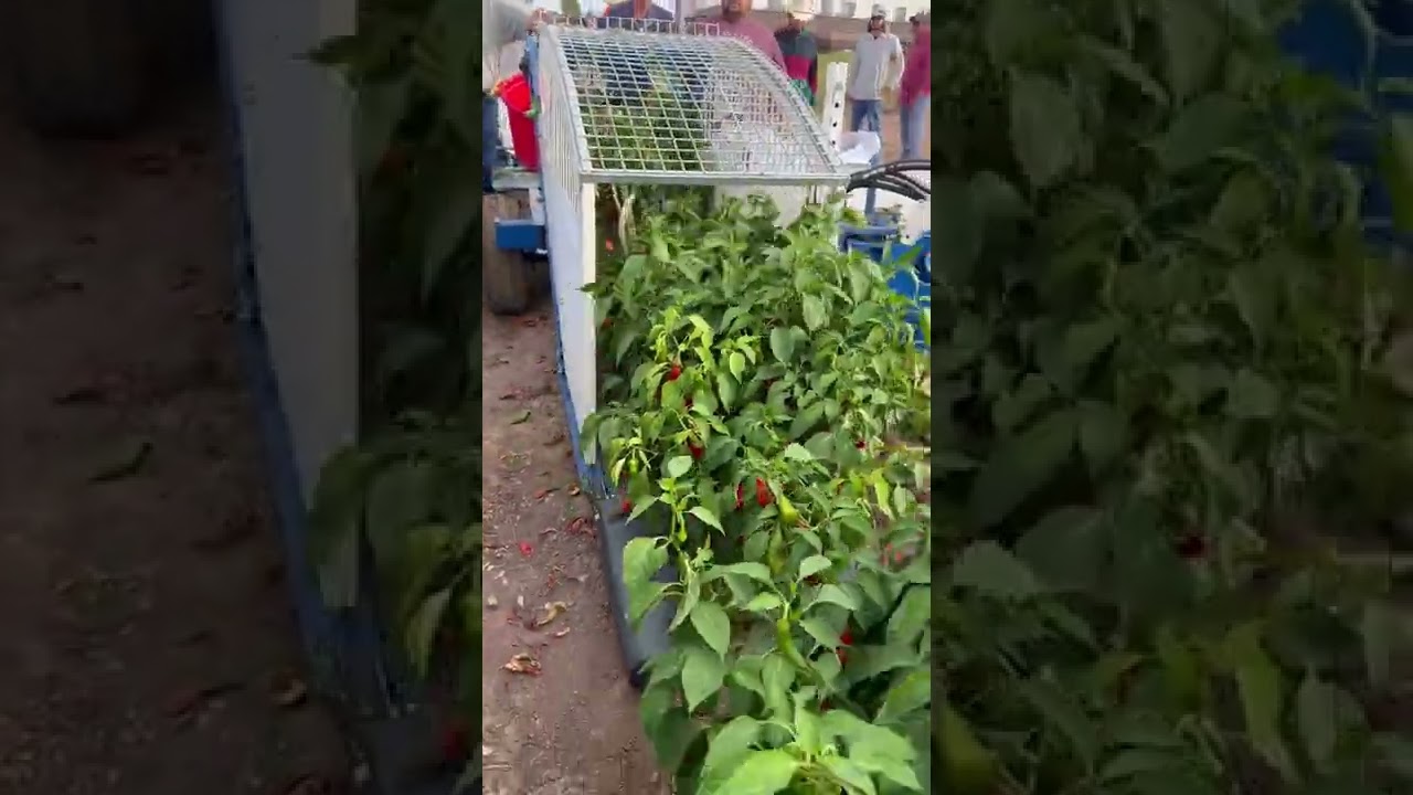 Chili 🌶️ 🌶️ Harvester Moses 1010 || Made By Etgar Mexico || #shorts #farming #agriculture