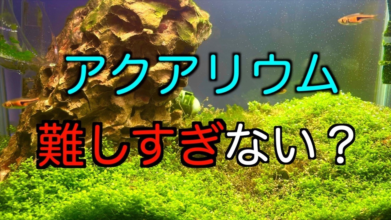 【疑問】⚪︎⚪︎が原因！？調べてるのに上手くいかない！アクアリウムがナゼ難しいのか！原因を解説！