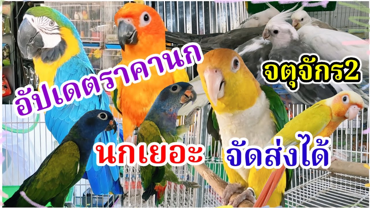 อัปเดตราคานก จตุจักร2 มีนบุรี นกเยอะ จัดส่งได้ ร้านอันดามัน นกสวยงาม 