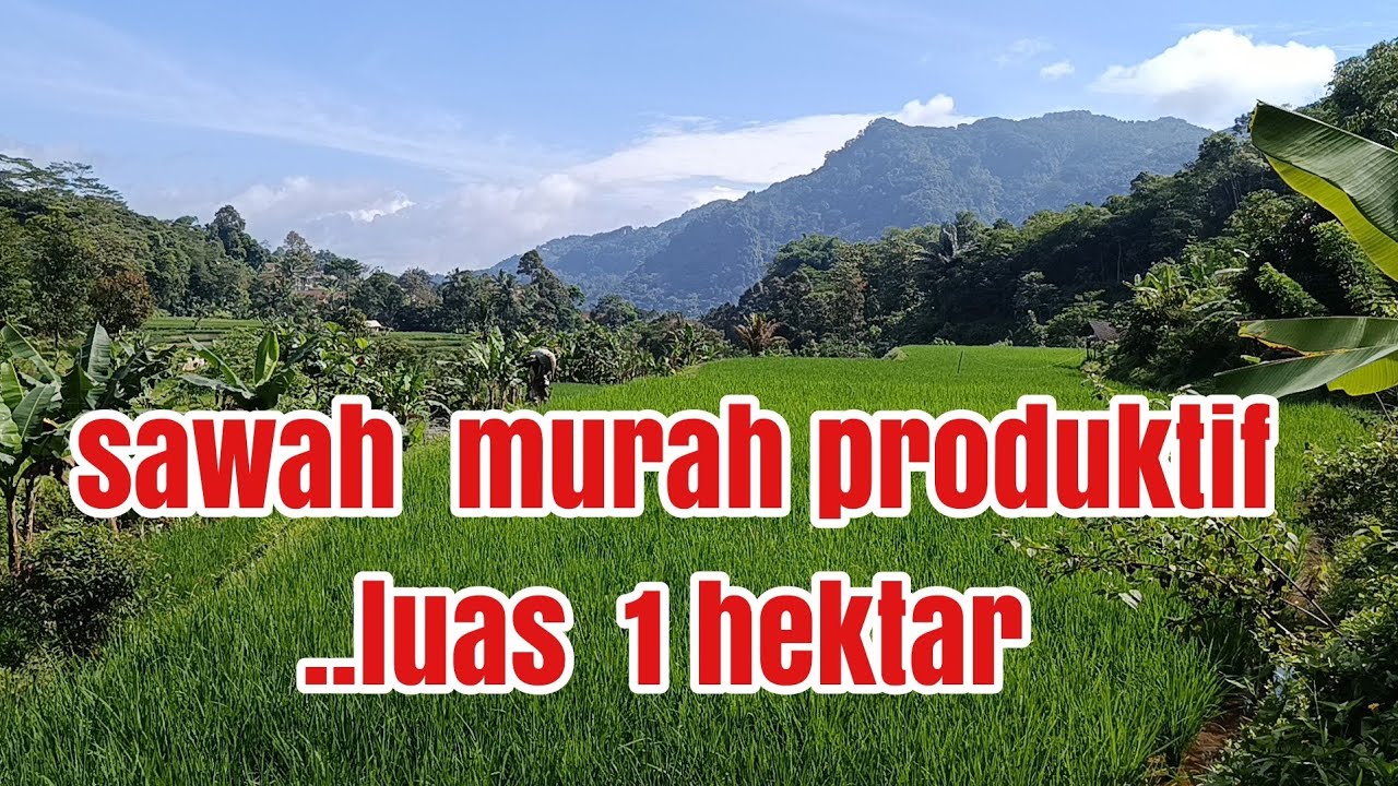 Sawah murah    1  hektar