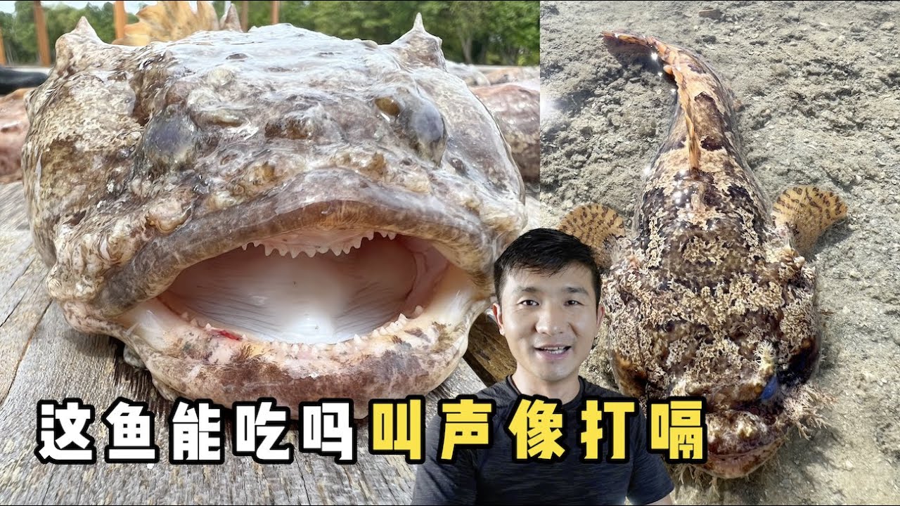 《印度尼西亚》第19天：赶海遇到会打嗝的怪鱼，国内卖多少钱1斤呀？#环球旅行 #旅行攻略 #旅行 #indonesia #印度尼西亚 #赶海