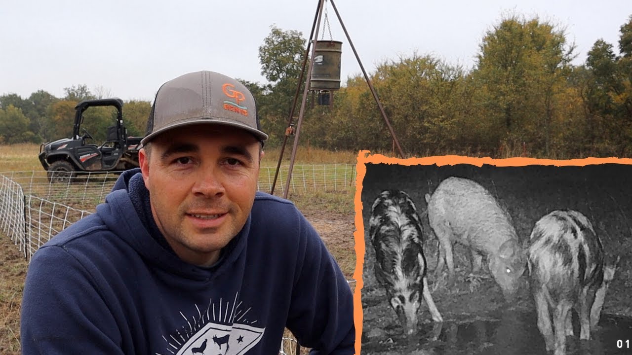How to Keep Pigs Away From a Deer Feeder