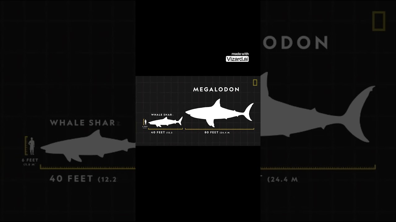 The Largest Shark Ever Lived  Megalodon