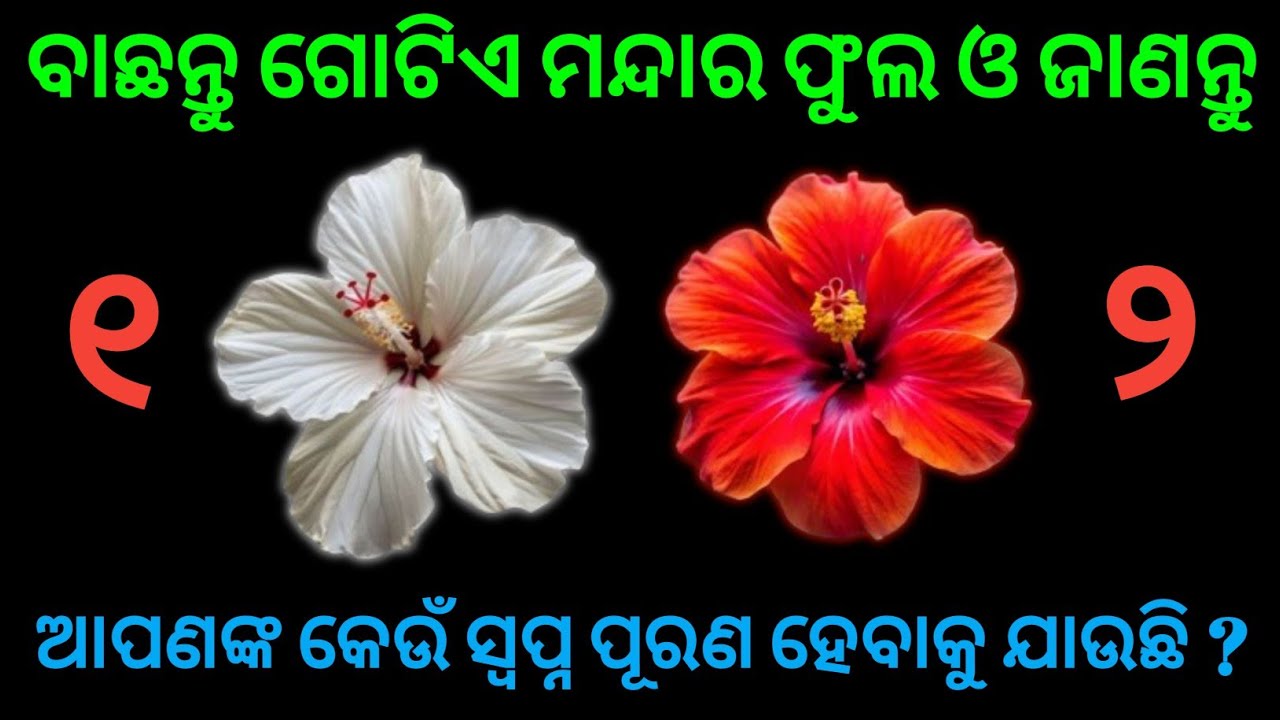ବାଛନ୍ତୁ ଗୋଟିଏ ମନ୍ଦାର ଫୁଲ ଓ ଜାଣନ୍ତୁ ଆପଣଙ୍କ କେଉଁ ସ୍ୱପ୍ନ ସାକାର ହବାକୁ ଯାଉଛି । astrology | horoscope 