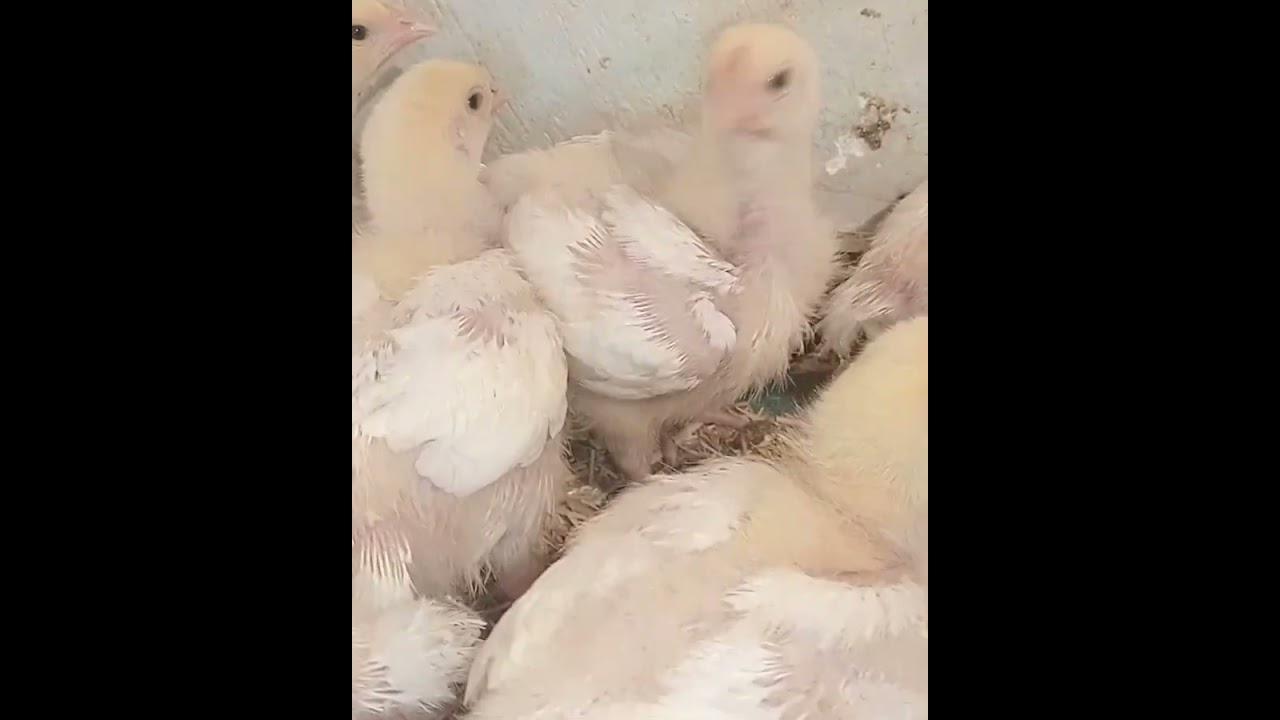 دوره الفراخ  العيد كل عام وانتم بخير