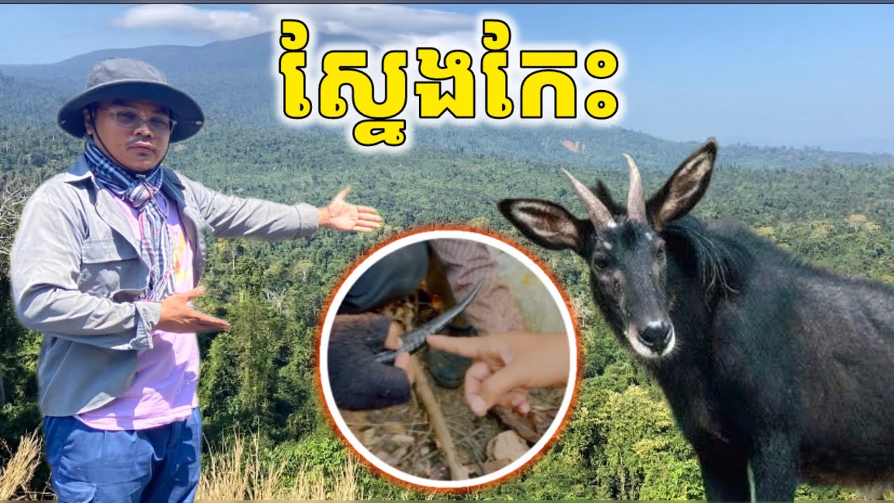 មហាសំណាង​ រេីសបានស្នែងសត្វកែះនៅលេីភ្នំខ្មោច​ |សត្វនេះពុសេណាស់​ បេីបាក់ឆ្អឹងគ្រាន់តែលិឍជាភ្លាម|
