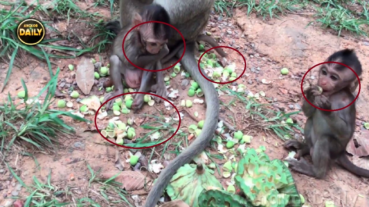 Cute Babies Seem Hungry ....[Angkor Daily 244]