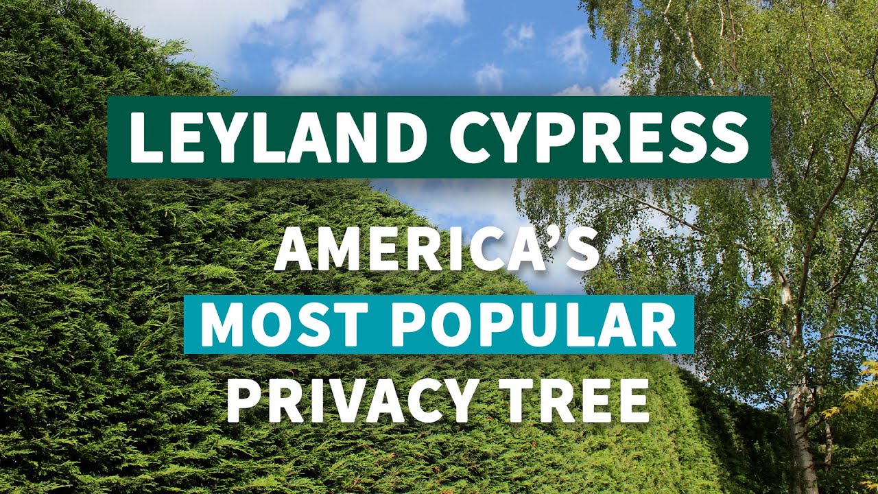 Leyland Cypress - America's Most Popular Privacy Tree