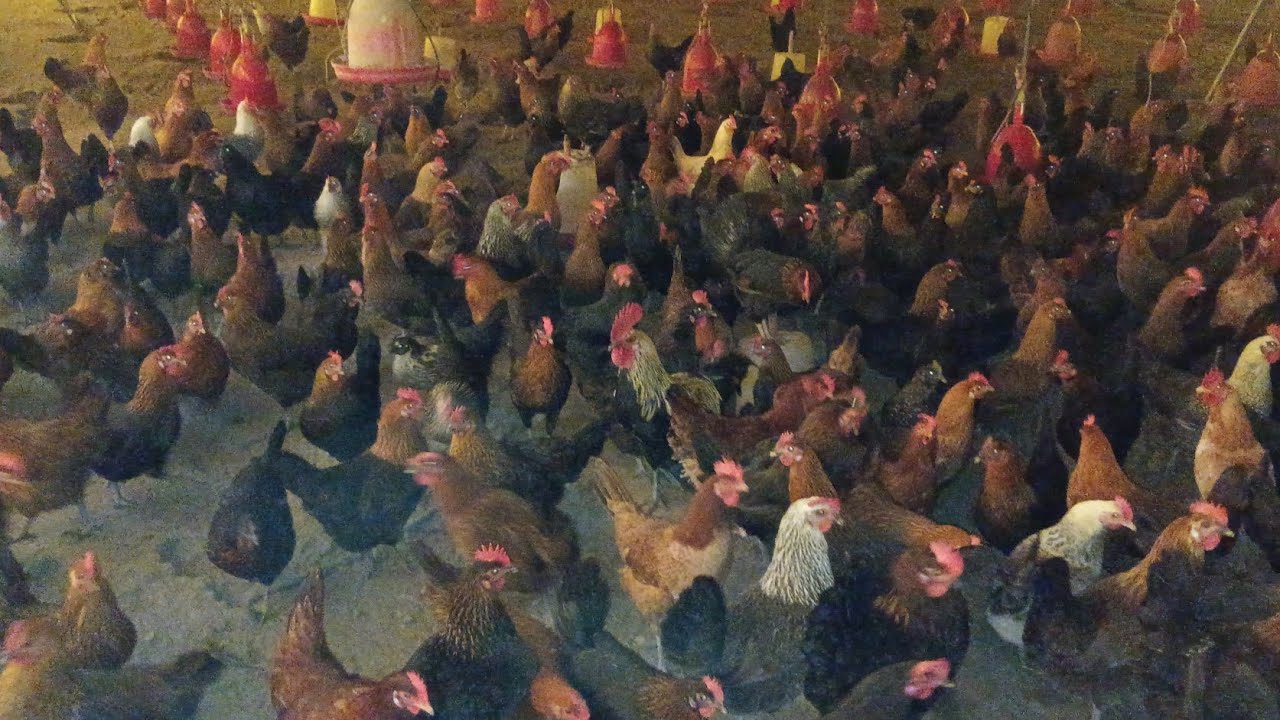 Village poultry farm 