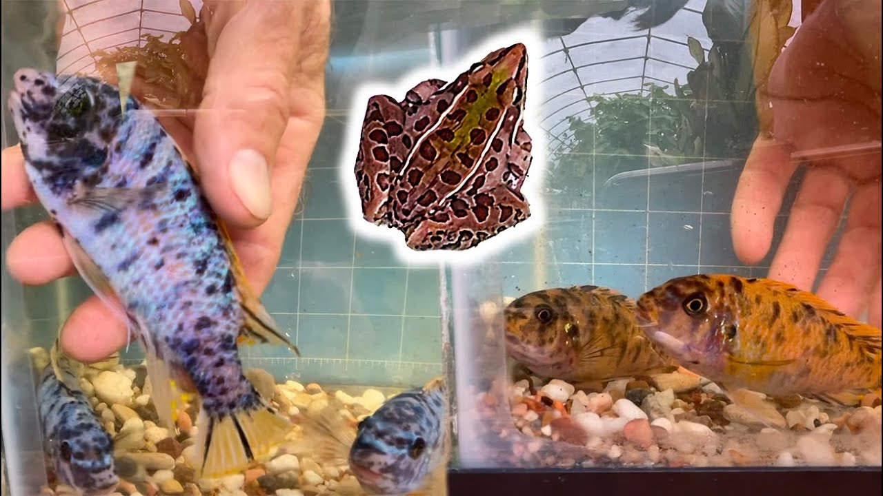 Labeotropheus fuelleborni 'Blue Marmalade'