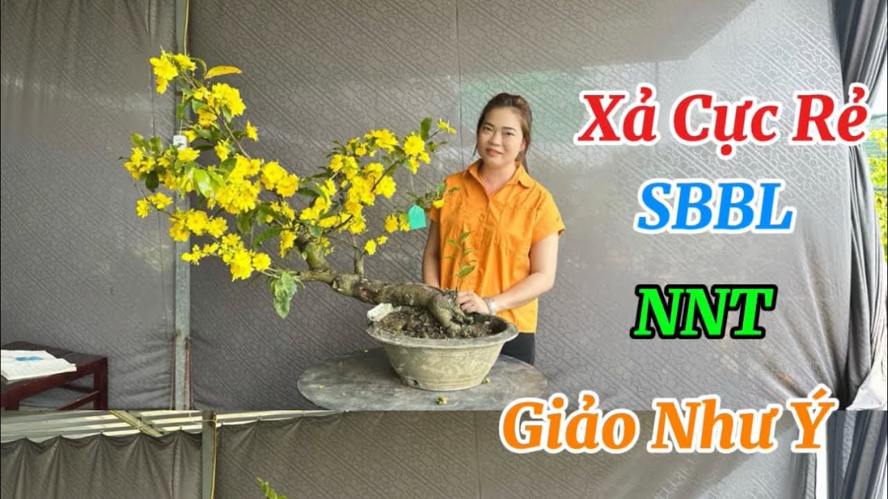 SBBL-Nhị Ngọc Toàn-Giảo Như Ý- Xả Rẻ Sập Sàn-13/3/26-Vườn Mai Thùy Trang.