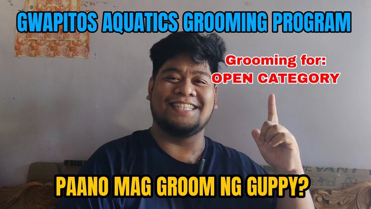 PAANO MAG GROOM NG GUPPY? | HOW TO GROOM GUPPY | GWAPITOS AQUATICS GROOMING PROGRAM | TAGALOG | 2023