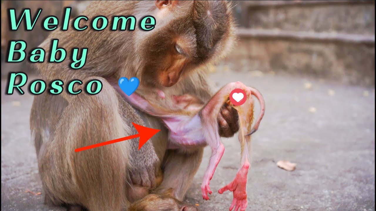 Welcome Baby Boy Rosco  Mama Monkey Rosita’s Newborn Update with Close Up View