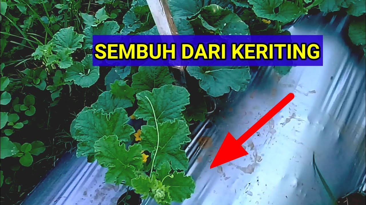 CARA AMPUH MENGATASI KERITING PADA TANAMAN MELON || amanda tavi
