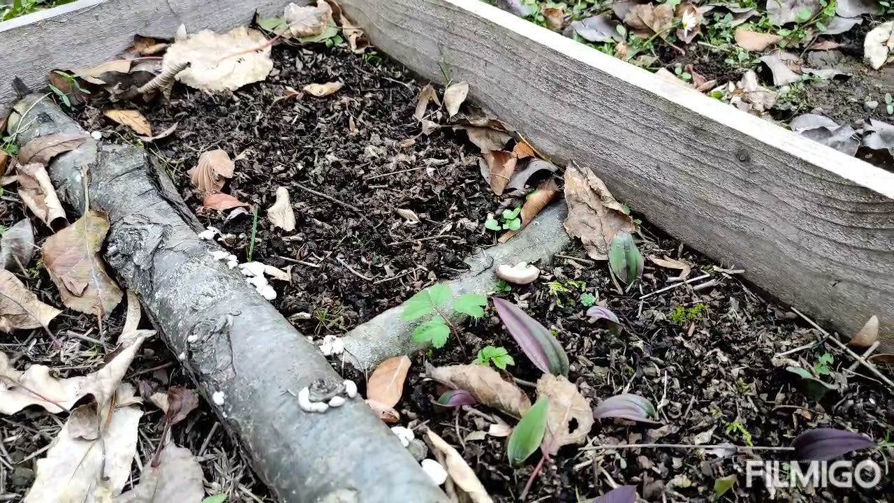 salep yetiştirmek isteyenler bu videoyu izlemeli