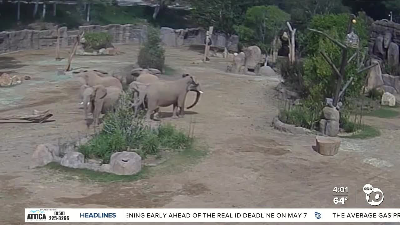 Safari Park explains elephant behavior during 5.2 quake