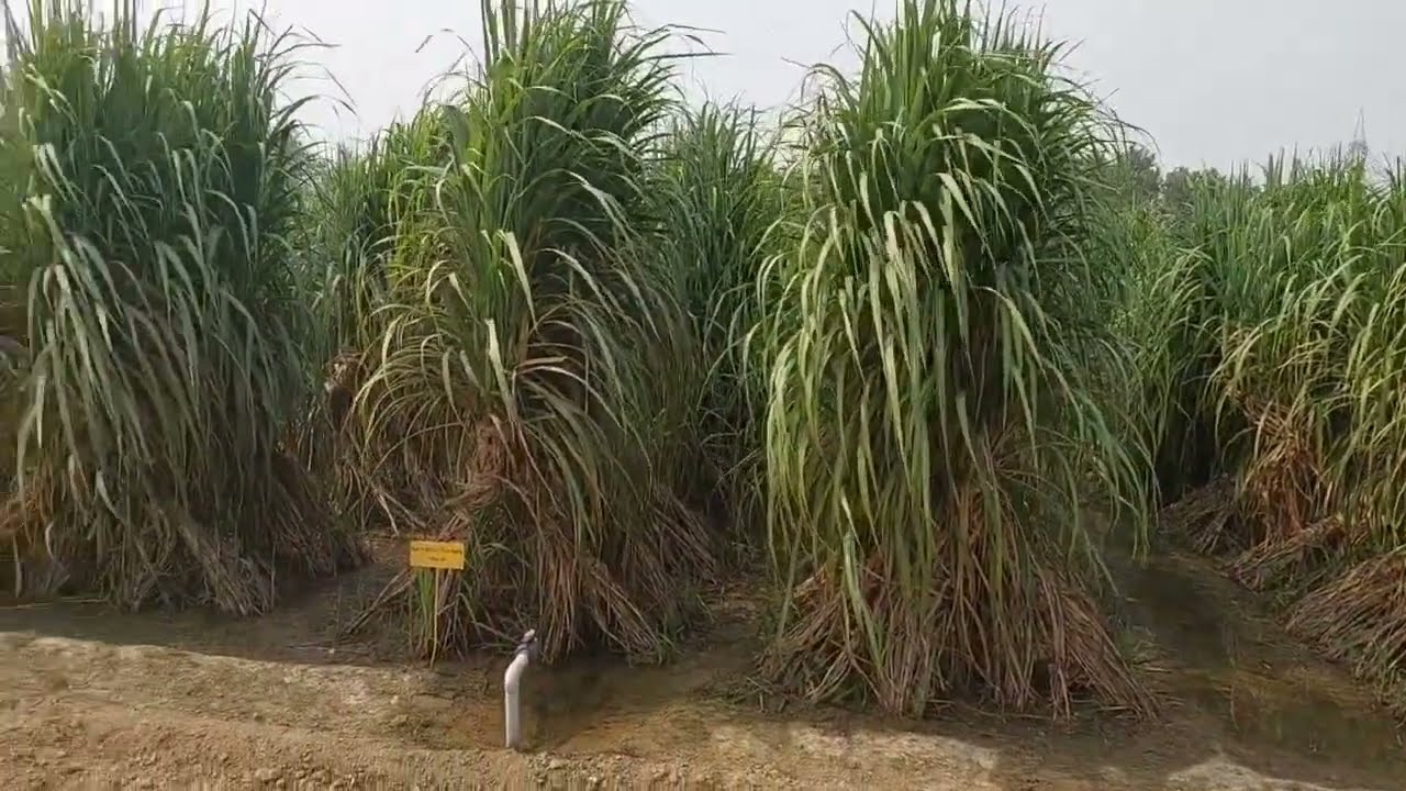 खरचा जीरो । इस तरीके से हर किसान अपनी गन्ना पैदावार बढ़ा सकता है।