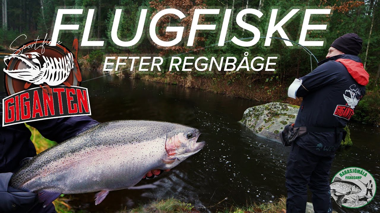 Flugfiske Efter Stor Regnbåge!