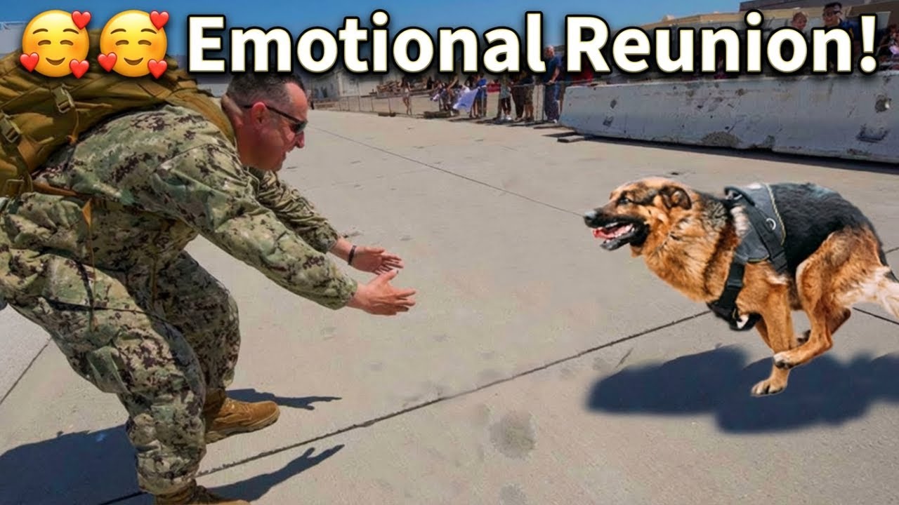 Soldier’s Emotional Reunion With Dog After 2 Years Apart