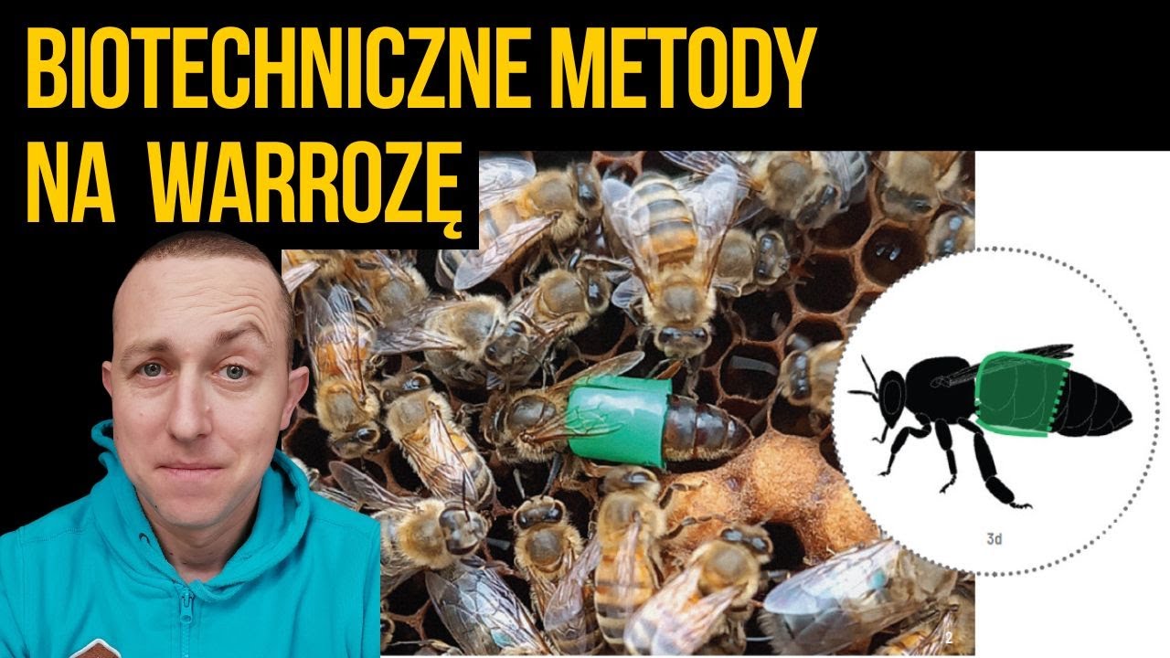 8 biotechnicznych metod walki z warrozą