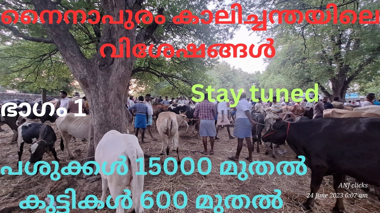 നൈനാപുരം കാലിച്ചന്തയിലെ വിശേഷങ്ങൾ ഭാഗം 1 പശുക്കൾ 15000 രൂപ മുതൽ കുട്ടികൾ 600 രൂപ മുതൽ
