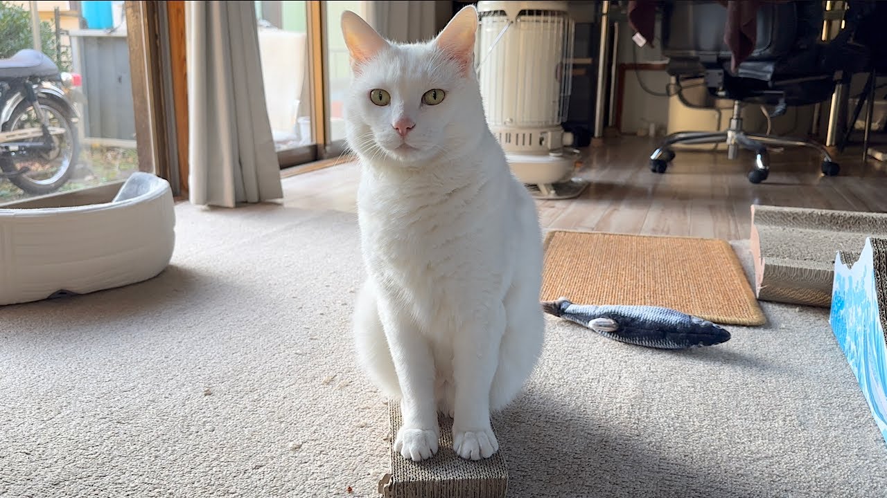 【ねこ物件】#16.  散歩がてら地域猫と。 There's a cat in my house.