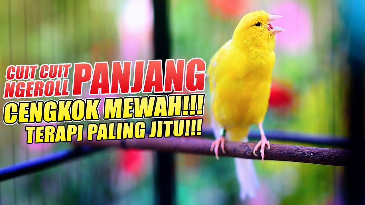 MASTERAN Kenari Gacor Panjang, PANCINGAN Cuit Cuit TERAPI KENARI PAUD belajar bunyi Cepat NYAUT