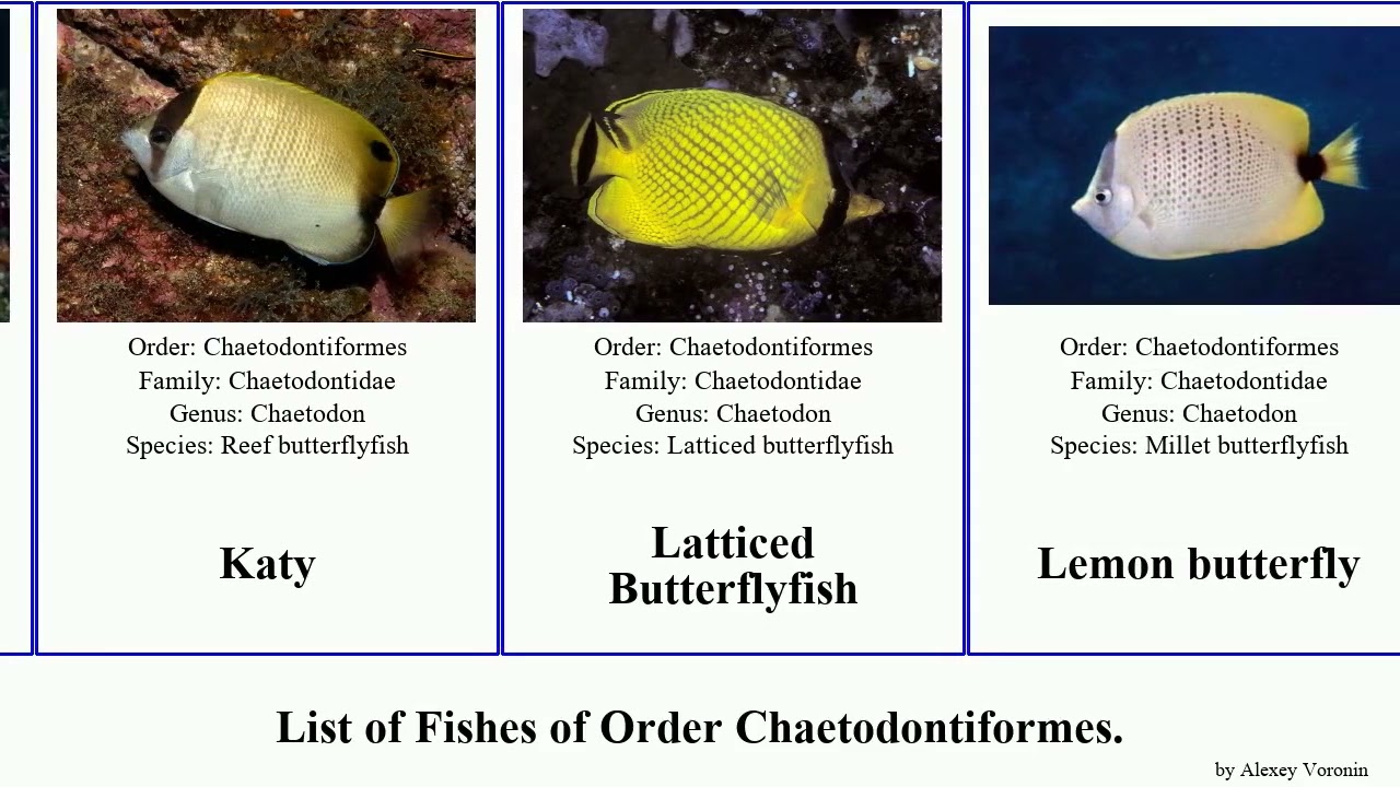 Fishes of Order Chaetodontiformes butterflyfish bannerfish equulites golden coralfish dash chevron