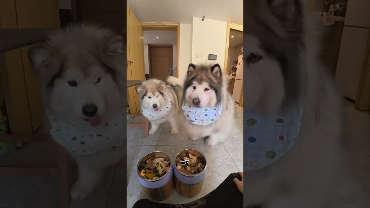 The puppy canteen has resumed classes