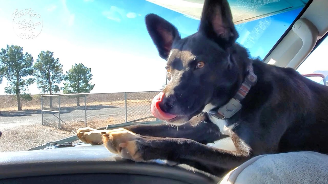 Real Time: Sadie's Valley Fever Test Results// RV Living in the Desert