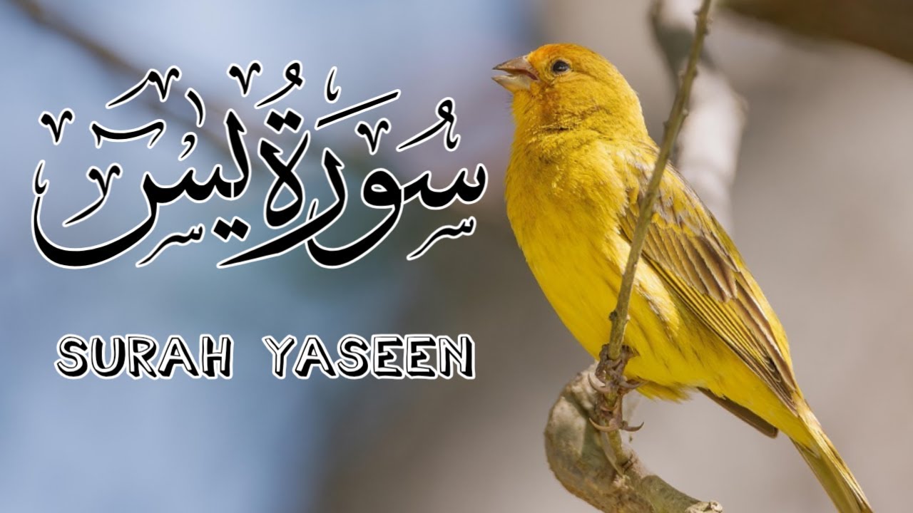 Surah Yaseen (Yasin) | Ep 001| Very Emotional Voice | Quran Tilawat |