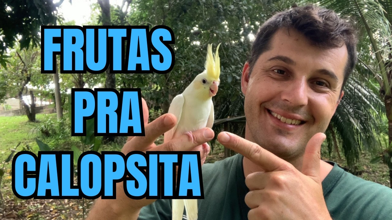 Frutas Permitidas Pra Calopsita e Como Fornecer