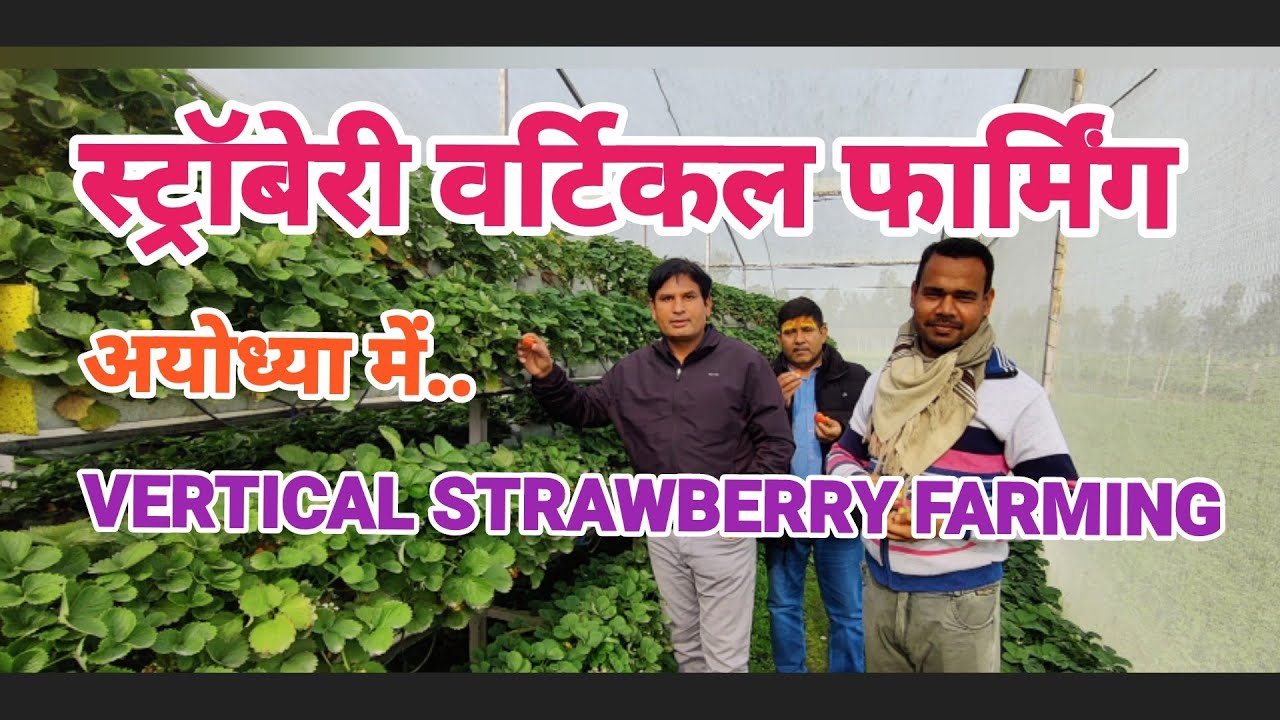 вертикальное выращивание клубники.