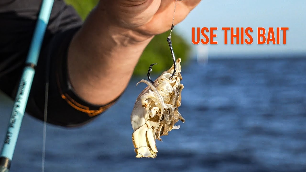 Cut Bait Tips For Catching BIG Inshore Redfish